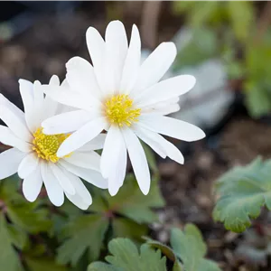 Anemone blanda 'White Splendour' Anemone blanda 'White Splendour'