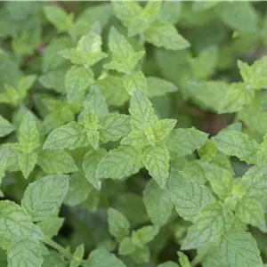 Mentha x piperita Mentha x piperita