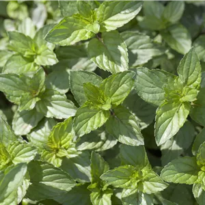 Mentha x piperita
