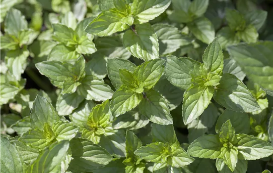 Mentha x piperita