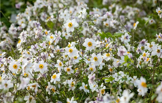 Anemone nemorosa 'Wild Swan' -R-