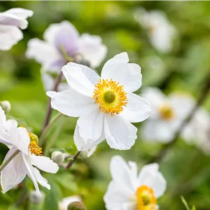 Anemone nemorosa 'Wild Swan' -R- Anemone nemorosa 'Wild Swan' -R-