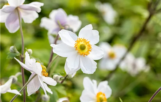 Anemone nemorosa 'Wild Swan' -R-