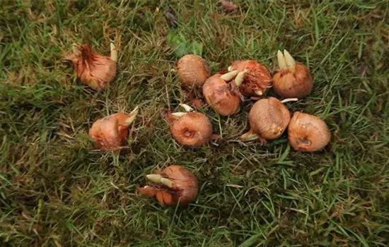 Planting Autumn Crocus in the Garden