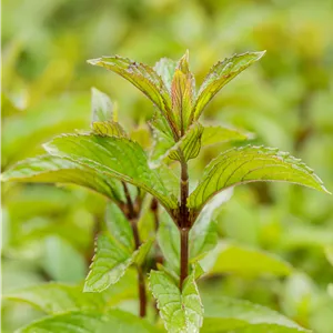 Mentha x piperita 'Mitcham' Mentha x piperita 'Mitcham'