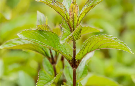 Mentha x piperita 'Mitcham'