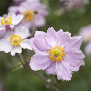 Anemone tomentosa 'Septemberglanz' Anemone tomentosa 'Septemberglanz'