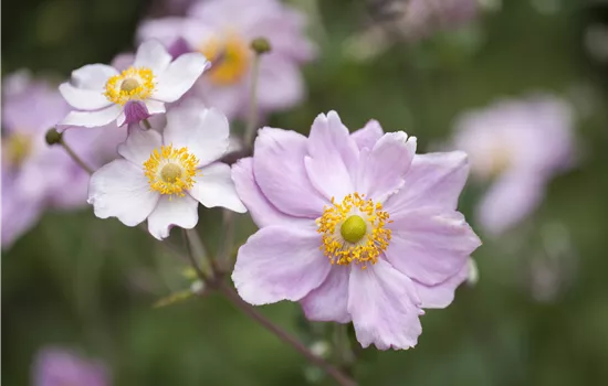 Anemone tomentosa 'Septemberglanz'