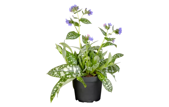 Pulmonaria officinalis