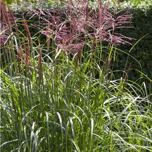 Miscanthus sinensis 'China' Miscanthus sinensis 'China'