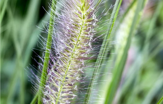 Pennisetum alopecuroides 'Cassian' Pennisetum alopecuroides 'Cassian'