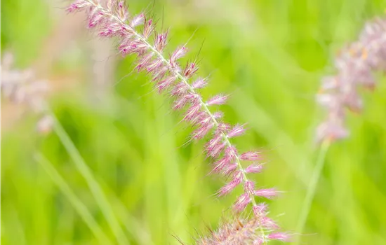 Pennisetum orientale 'Karley Rose' -R- Pennisetum orientale 'Karley Rose' -R-