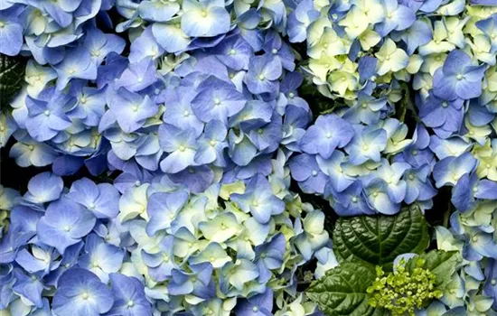 The Beautiful Garden Classic – The Hydrangea