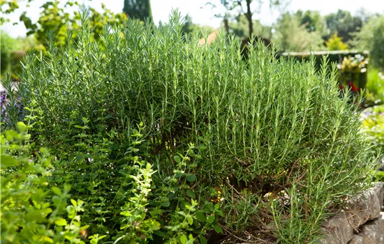 Rosmarinus officinalis 'Arp' Rosmarinus officinalis 'Arp'