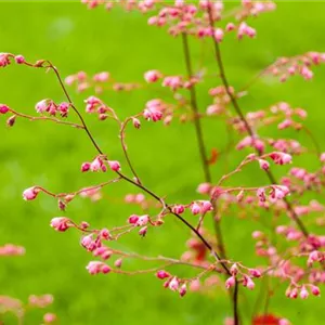 Das Purpurglöckchen – Zarte und filigrane Schönheit Das Purpurglöckchen – Zarte und filigrane Schönheit