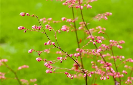 The Coral Bells – Delicate and Graceful Beauty