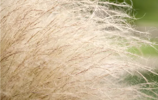 Stipa tenuissima 'Ponytails'