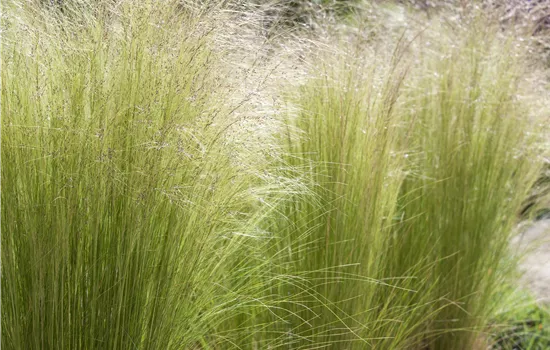 Stipa tenuissima 'Ponytails'