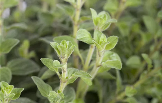 Origanum vulgare Origanum vulgare