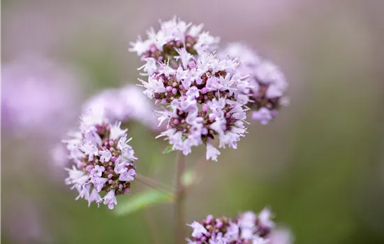 Origanum vulgare