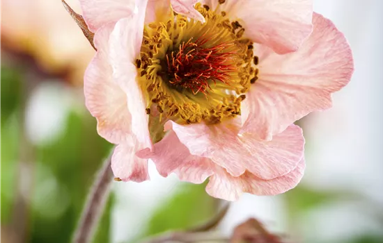 Geum chiloense 'Mai Tai' -R-