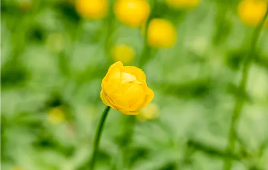 Trollius x cult. 'Lemon Queen'