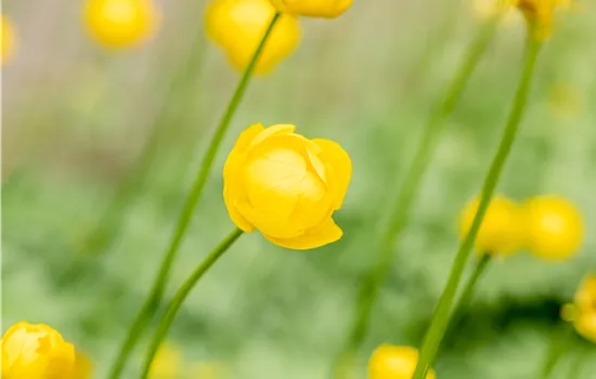 Trollius x cult. 'Lemon Queen'