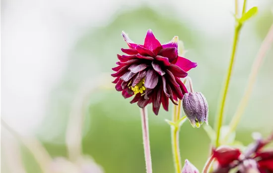 Semiaquilegia x cult.'Plena Black Barlow'