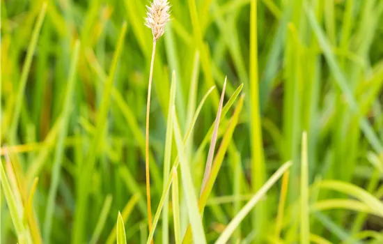 Sesleria heufleriana