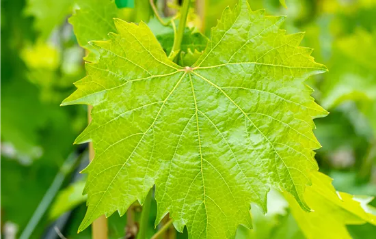 Vitis vinifera 'Muscat Bleu'