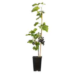 Vitis 'Muscat bleu' II