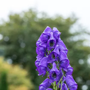 Aconitum carmichaelii 'Arendsii', veg. Aconitum carmichaelii 'Arendsii', veg.