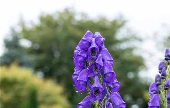 Aconitum carmichaelii 'Arendsii', veg.