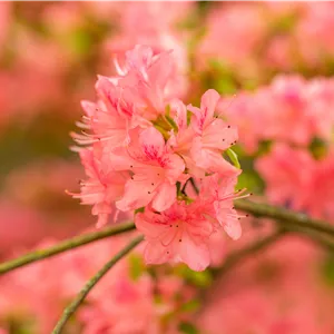 Rhododendron obt.'Diamant Lachs' -R- III Rhododendron obt.'Diamant Lachs' -R- III