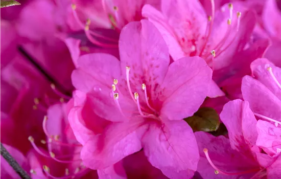 Rhododendron obtusum 'Diamant Purpur'® Rhododendron obtusum 'Diamant Purpur'®