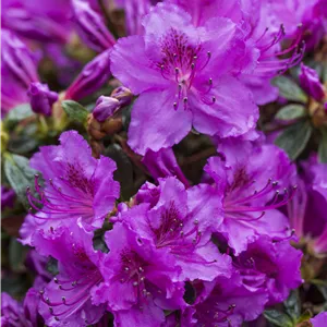 Rhododendron obt.'Diamant Rosa' -R- III Rhododendron obt.'Diamant Rosa' -R- III