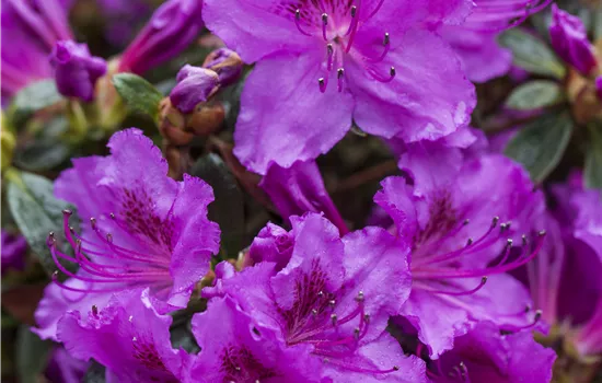 Rhododendron obtusum 'Diamant Rosa'® Rhododendron obtusum 'Diamant Rosa'®