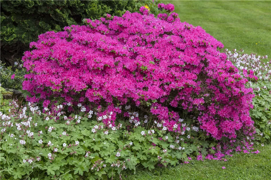 der stechpalme ähnliche pflanze 7 buchstaben Europäische Stechpalme (Ilex aquifolium) | 60-80 cm mit Wurzelballen