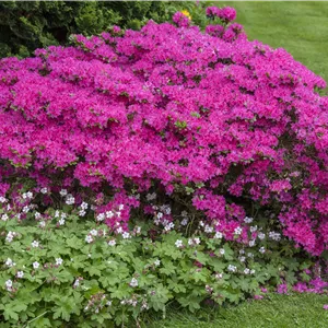 Rhododendron obt.'Diamant Rosa' -R- III