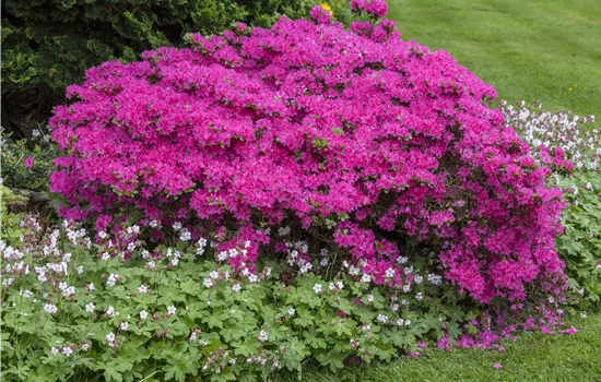 Rhododendron obt.'Diamant Rosa' -R- III