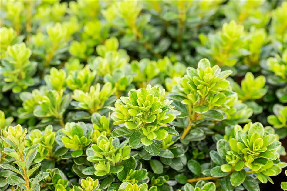 Rhododendron obt.'Diamant Rot' -R- III