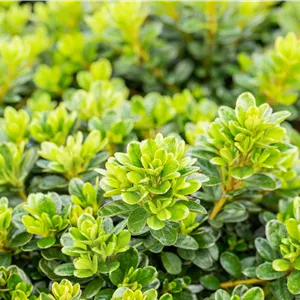 Rhododendron obt.'Diamant Rot' -R- III