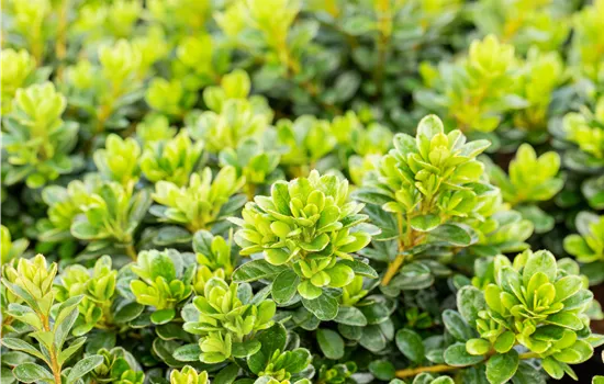 Rhododendron obt.'Diamant Rot' -R- III