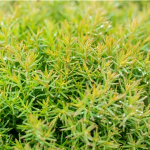 Rhododendron obt.'Diamant Rot' -R- III Rhododendron obt.'Diamant Rot' -R- III