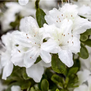 Rhododendron obt.'Diamant Weiß' -R- III Rhododendron obt.'Diamant Weiß' -R- III
