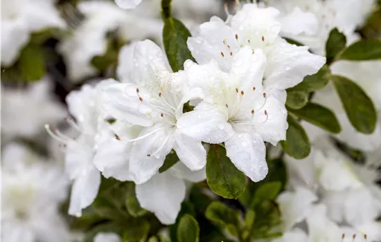 Rhododendron obtusum 'Diamant Weiß'® Rhododendron obtusum 'Diamant Weiß'®