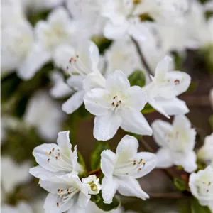 Rhododendron obt.'Diamant Weiß' -R- III