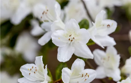 Rhododendron obtusum 'Diamant Weiß'®