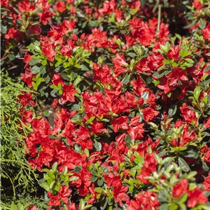 Rhododendron obt.'Fridoline' III Rhododendron obt.'Fridoline' III