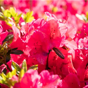 Rhododendron obt.'Georg Arends' II Rhododendron obt.'Georg Arends' II